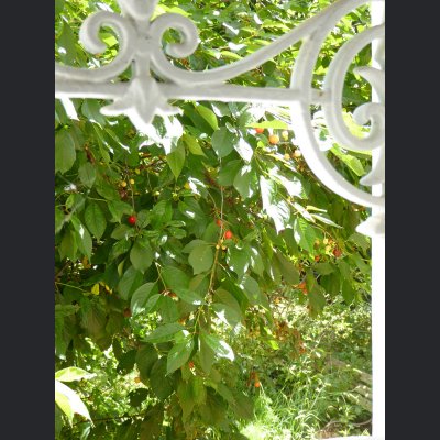 Paris prend l'air - Colombes - 92 - maison - jardin - espace extérieur - terrasse