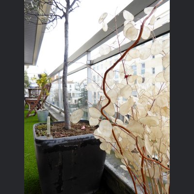 Paris prend l'air - 92 - Levallois-Perret - terrasse - espace extérieur